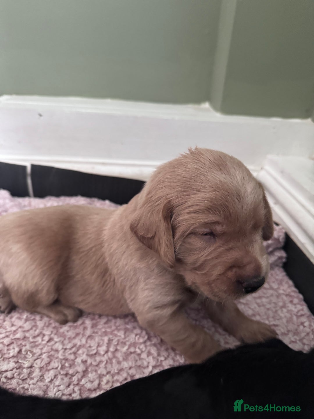 Labradoodle dogs for sale: 7 beautiful labradoodle puppies wanting a home - Advert 22