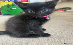 Mixed Breed cats for sale: 2 female kittens 1 male kitten for sale  - Image 3