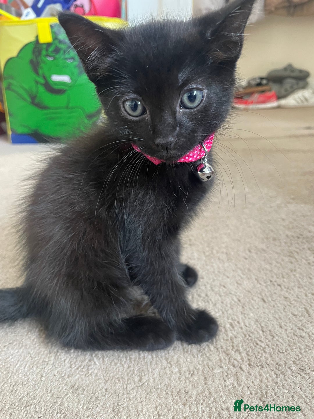 Mixed Breed cats for sale: 2 female kittens 1 male kitten for sale  - Image 3