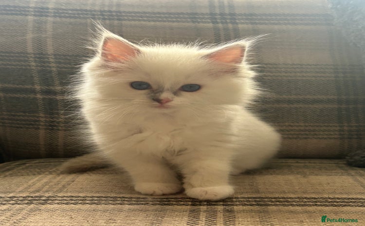 Ragdoll cats - Advert 13