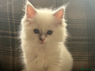 Ragdoll cats GCCF ragdoll kittens. - Advert 18