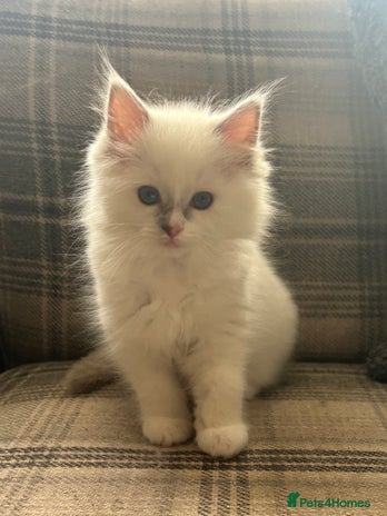 Ragdoll cats - Advert 2