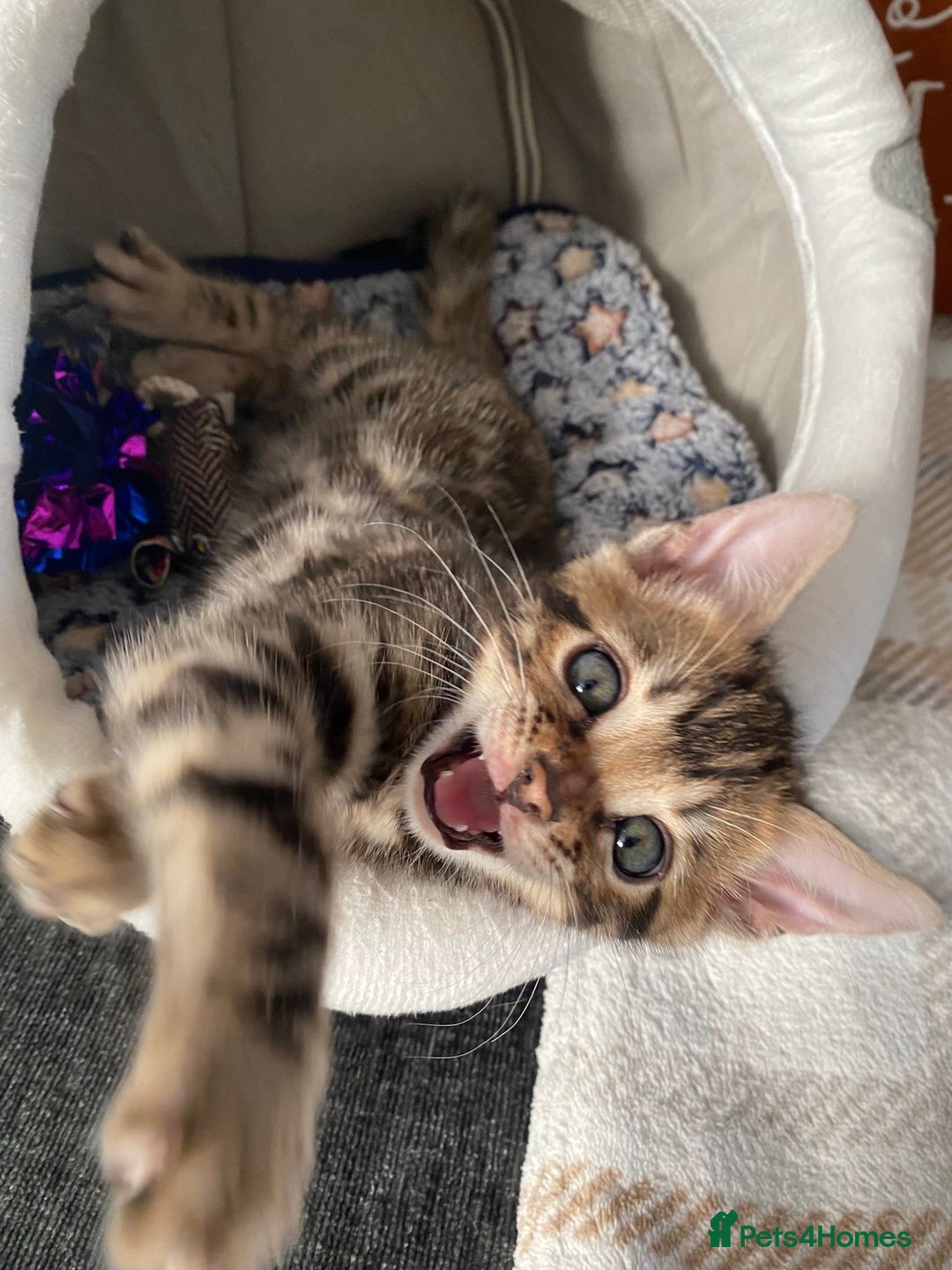 Bengal cats for sale: Bengal4U - Advert 1