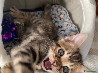 Bengal cats Bengal4U - Advert 1