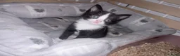Mixed Breed cats for sale: 3 beautiful kittens  - Advert 16
