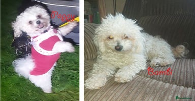 Poochon dogs - Advert 6