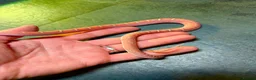 Corn Snake reptiles for sale: Corn snakes WOW AMAZING  - Advert 5