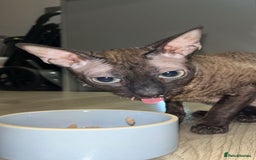 Cornish Rex cats for sale: Bruno, Cornish rex - Image 3