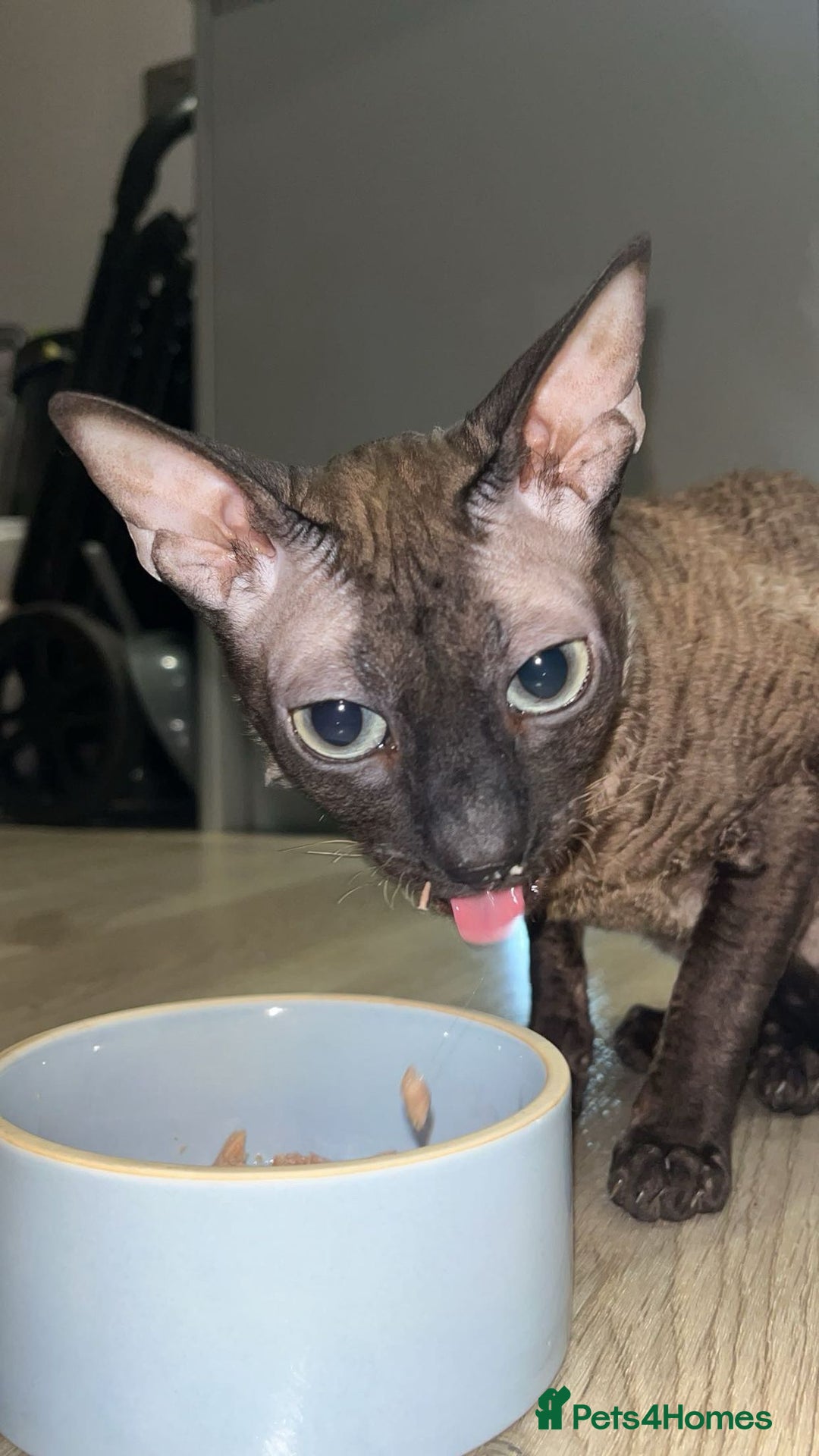 Cornish Rex cats for sale: Bruno, Cornish rex - Image 3