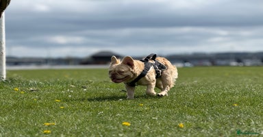French Bulldog dogs - Advert 4