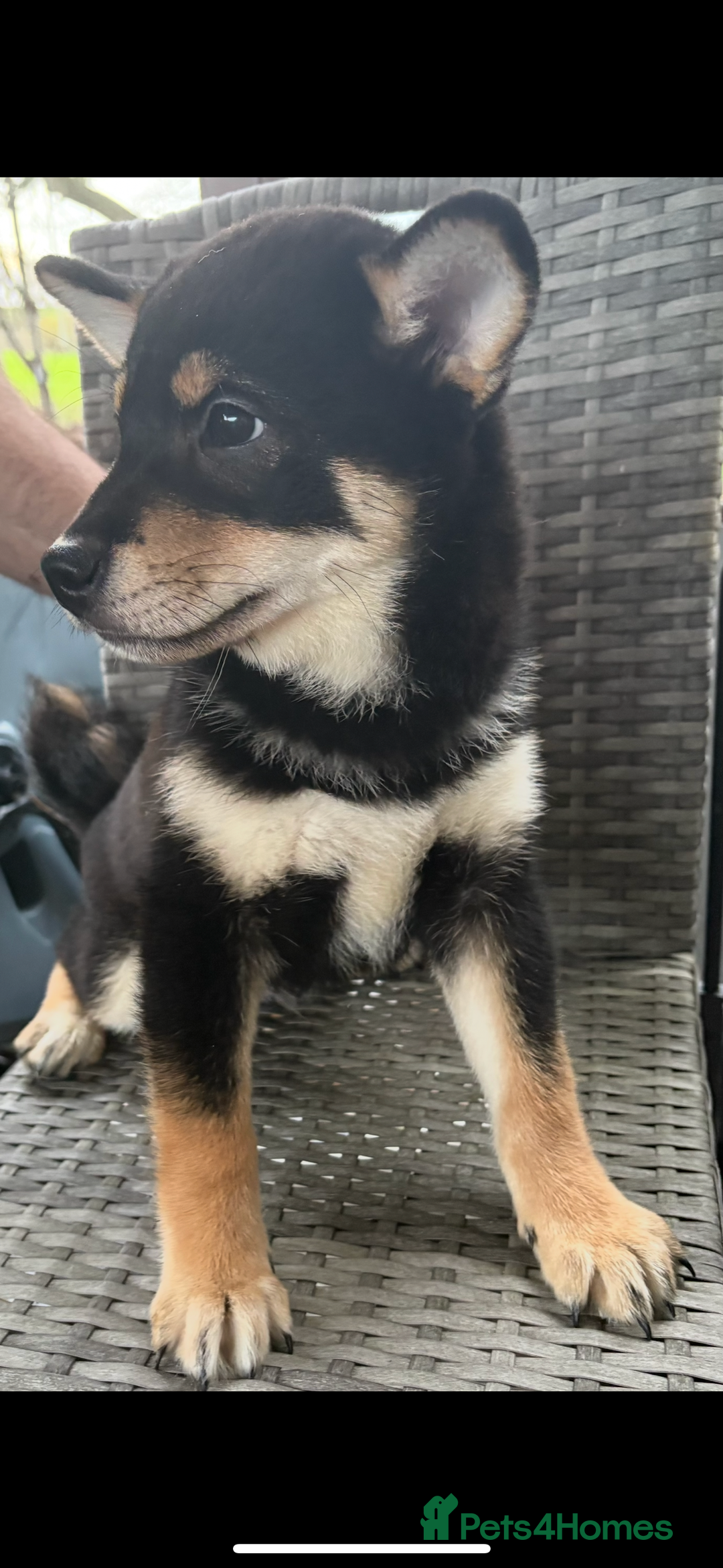 Japanese Shiba Inu dogs for sale: Multi champion Japanese Shiba Inu’s - Advert 7