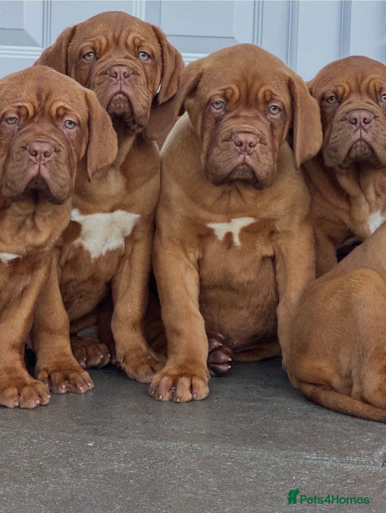 Dogue De Bordeaux dogs Show quality dogue de Bordeaux puppies .  - Advert 1