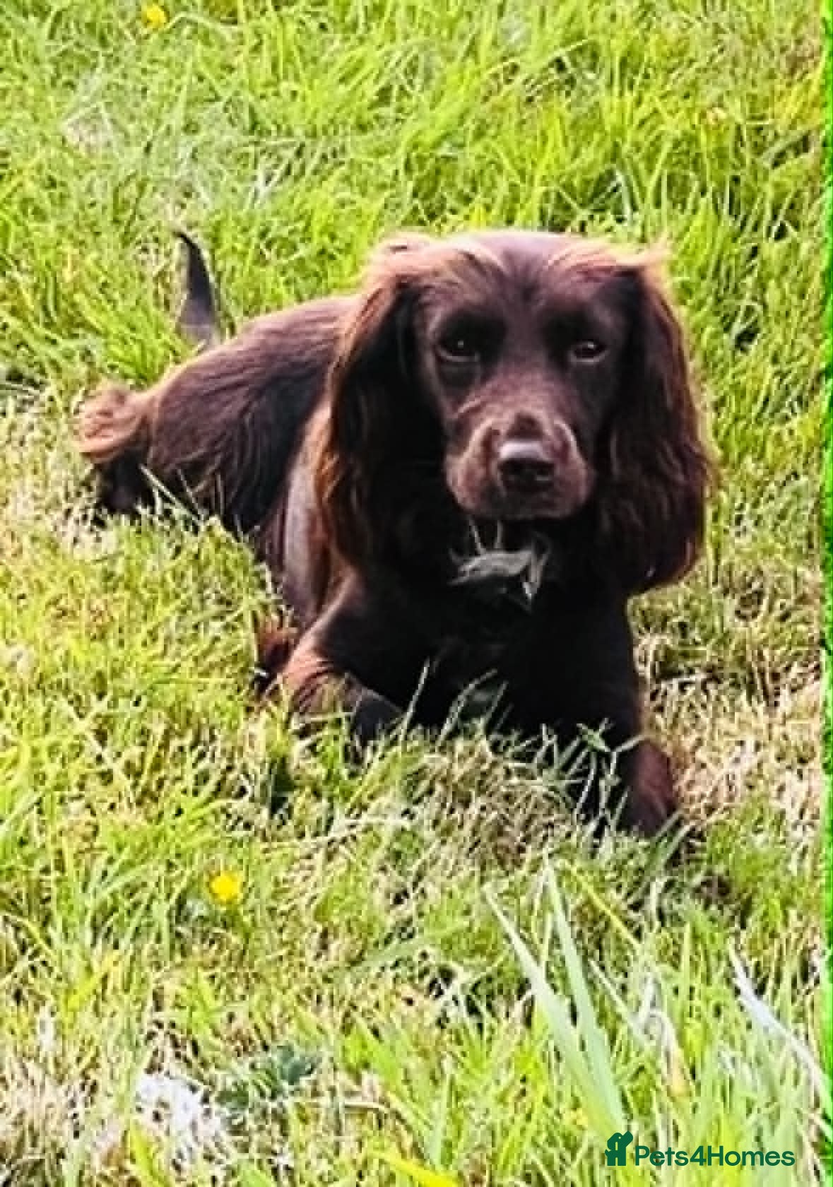 Mixed Breed dogs Cockeranians ! 5 girls 2 boys - Advert 2