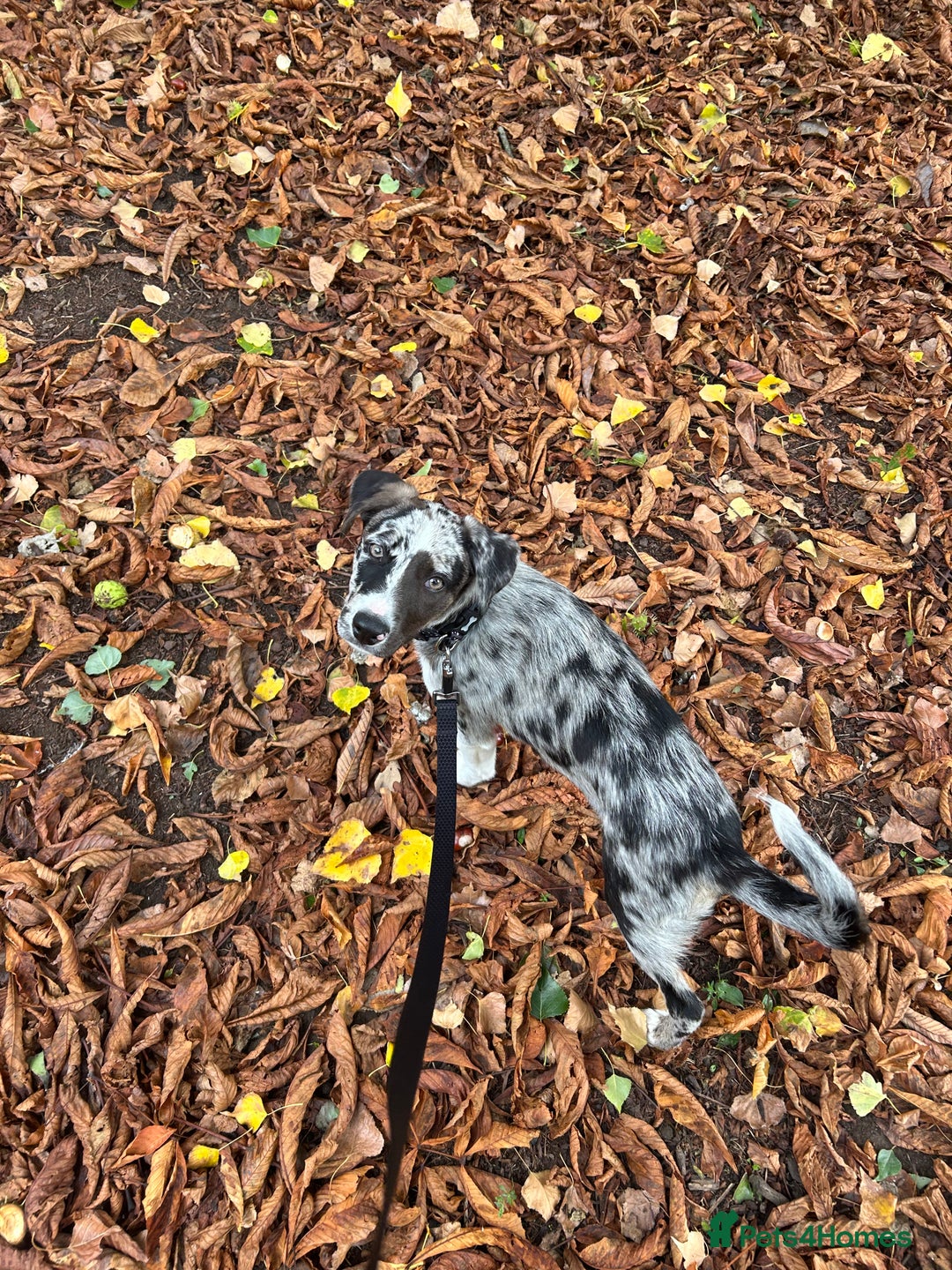 Mixed Breed dogs for sale: Border collie x Labrador Puppy  - Image 5