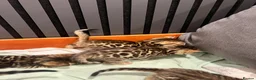 Bengal cats for sale: Bengal kittens with pedigree  - Advert 5