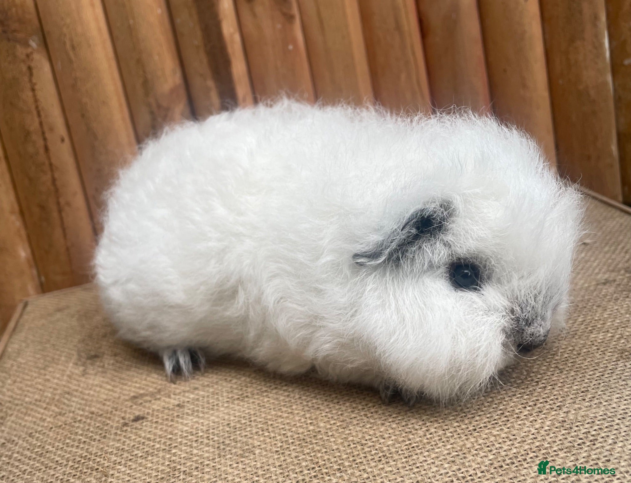 Guinea Pig rodents Baby Swiss Teddy Sow - Advert 8