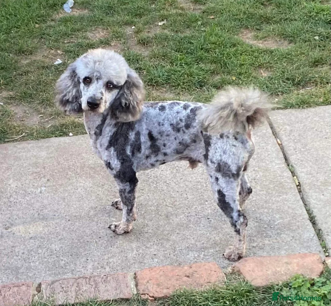 Labradoodle dogs for sale: Remaining boy Adorable Miniature Labradoodles left - Advert 8