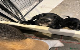 Bocker dogs for sale: Bocker Puppies for Sale - Image 10