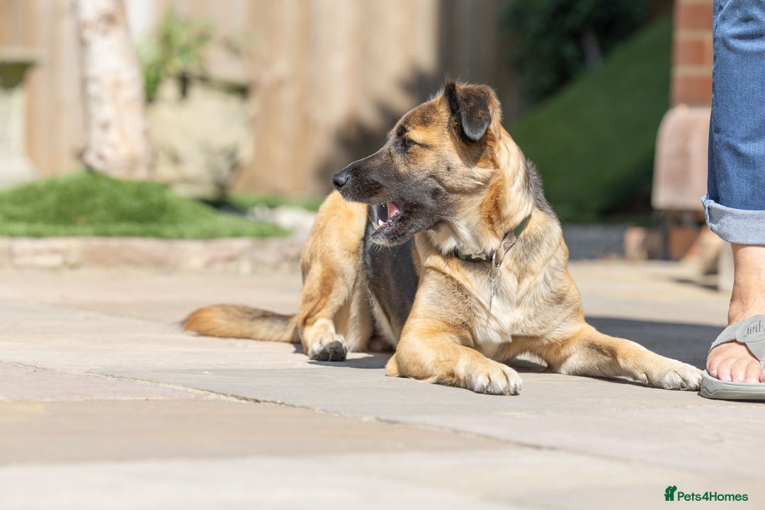 Mixed Breed dogs for adoption: Super Shelby - Image 17