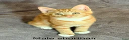 Mixed Breed cats for sale: Ginger kittens - Advert 11