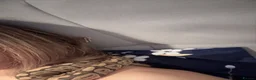 Python Snake reptiles for sale: Ball python  in Heathfield - Advert 6