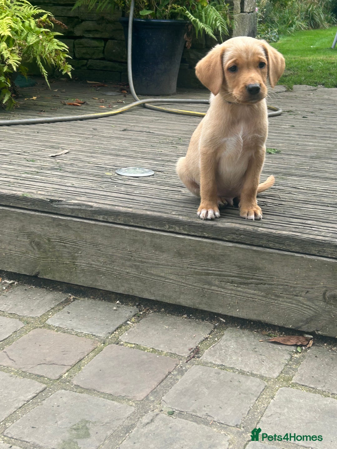 Mixed Breed dogs for sale: 3/4 Labrador 1/4 German wire hair pointer  - Image 8