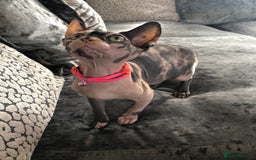 Sphynx cats for sale: ** Glittery Blue/Cream Torti Sphynx Girl ** - Image 4