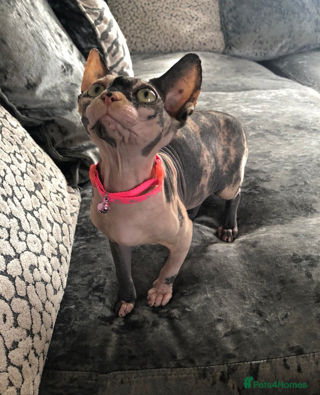 Sphynx cats for sale: ** Glittery Blue/Cream Torti Sphynx Girl ** - Image 4