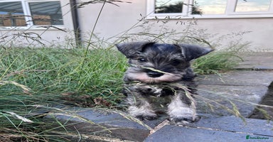 Miniature Schnauzer dogs - Advert 7