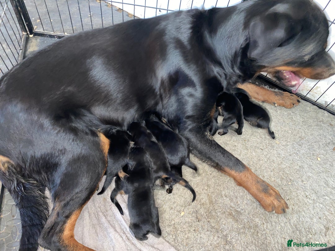 Rottweiler dogs for sale: Stunning chunky big boned Rottweiler puppies - Advert 4
