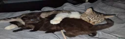 Mixed Breed cats for sale: 8 week old black half maine coone half tabby in Welwyn Garden City - Advert 11