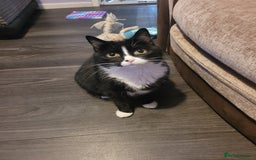 British Longhair cats for sale: FEMALE Cat 6yrs old (Minnie) - Image 7
