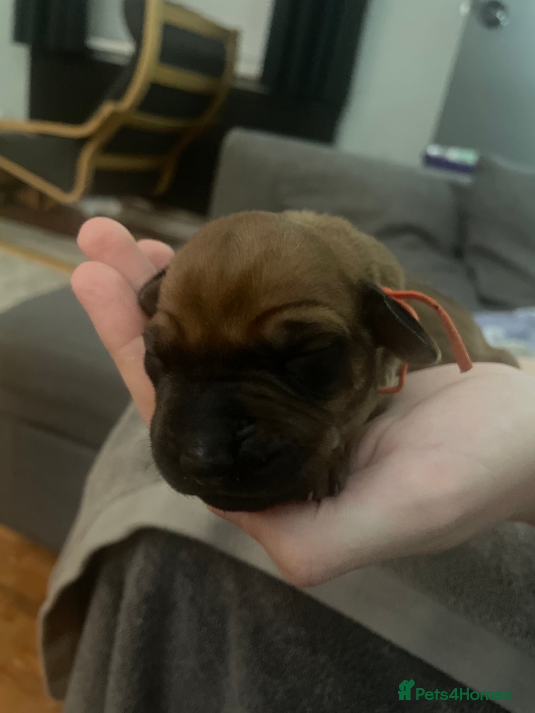 Rhodesian Ridgeback dogs for sale: Beautiful Rhodesian Ridgeback pups - Advert 12