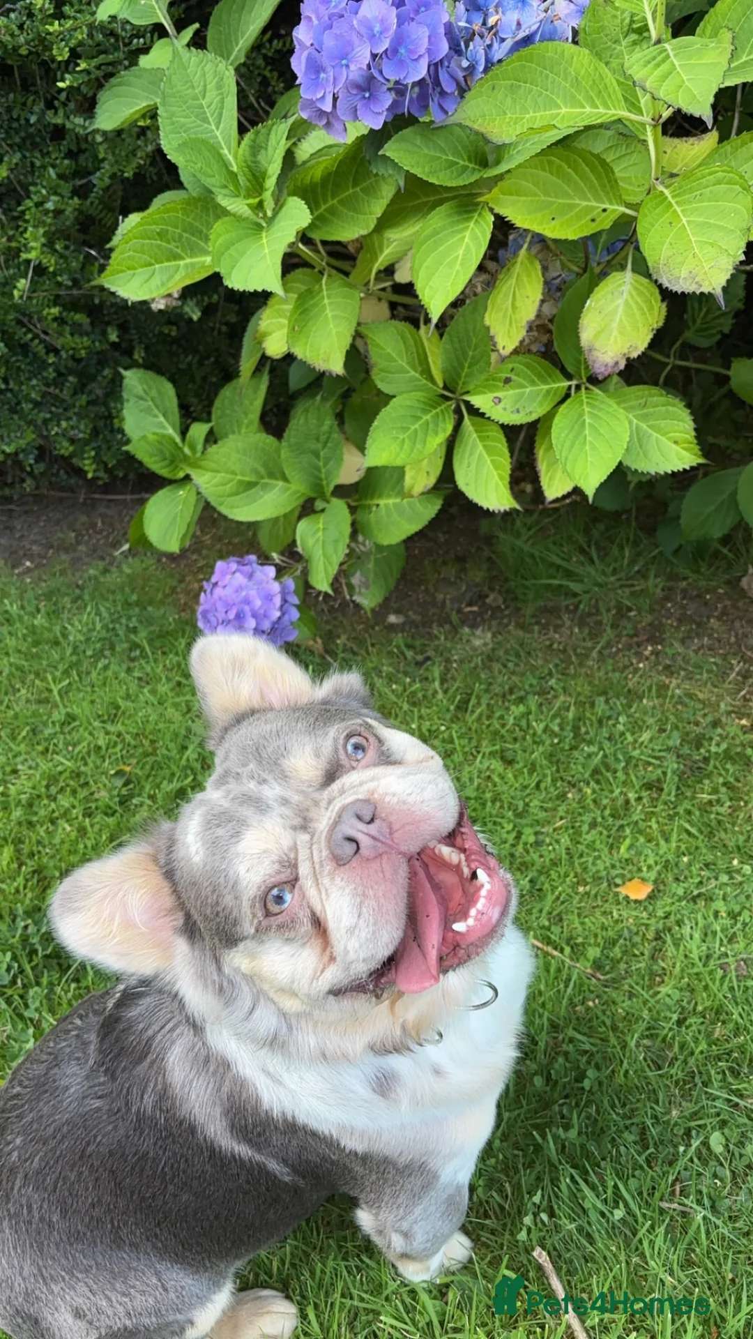 French Bulldog dogs for stud: Stud  in Glasgow - Advert 2
