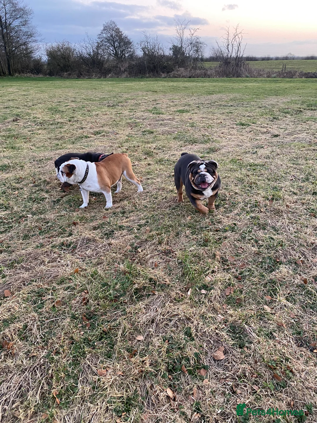 English Bulldog dogs for stud: English Bulldog Stud – Exceptional Temperament - Advert 9