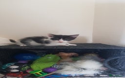 Mixed Breed cats for sale: 5 baby kittens for sale  in Renfrew - Image 14