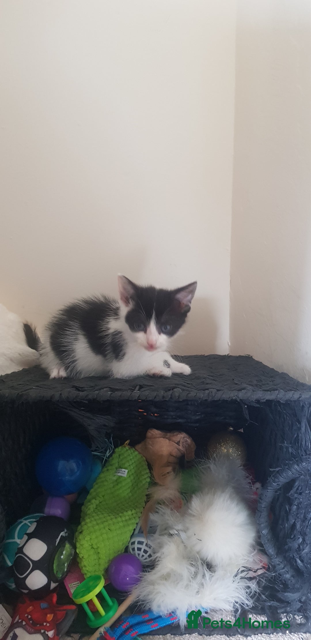 Mixed Breed cats for sale: 5 baby kittens for sale  in Renfrew - Image 14