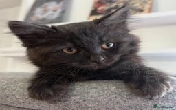 Ragdoll cats for sale: Smoke Ragdoll x British shorthair kitten - Image 4