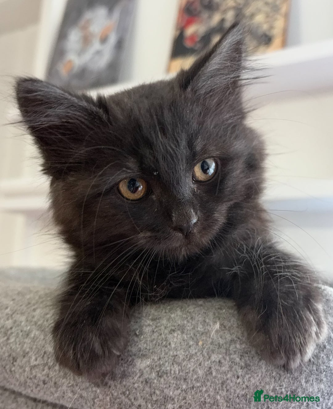 Ragdoll cats for sale: Smoke Ragdoll x British shorthair kitten - Image 4