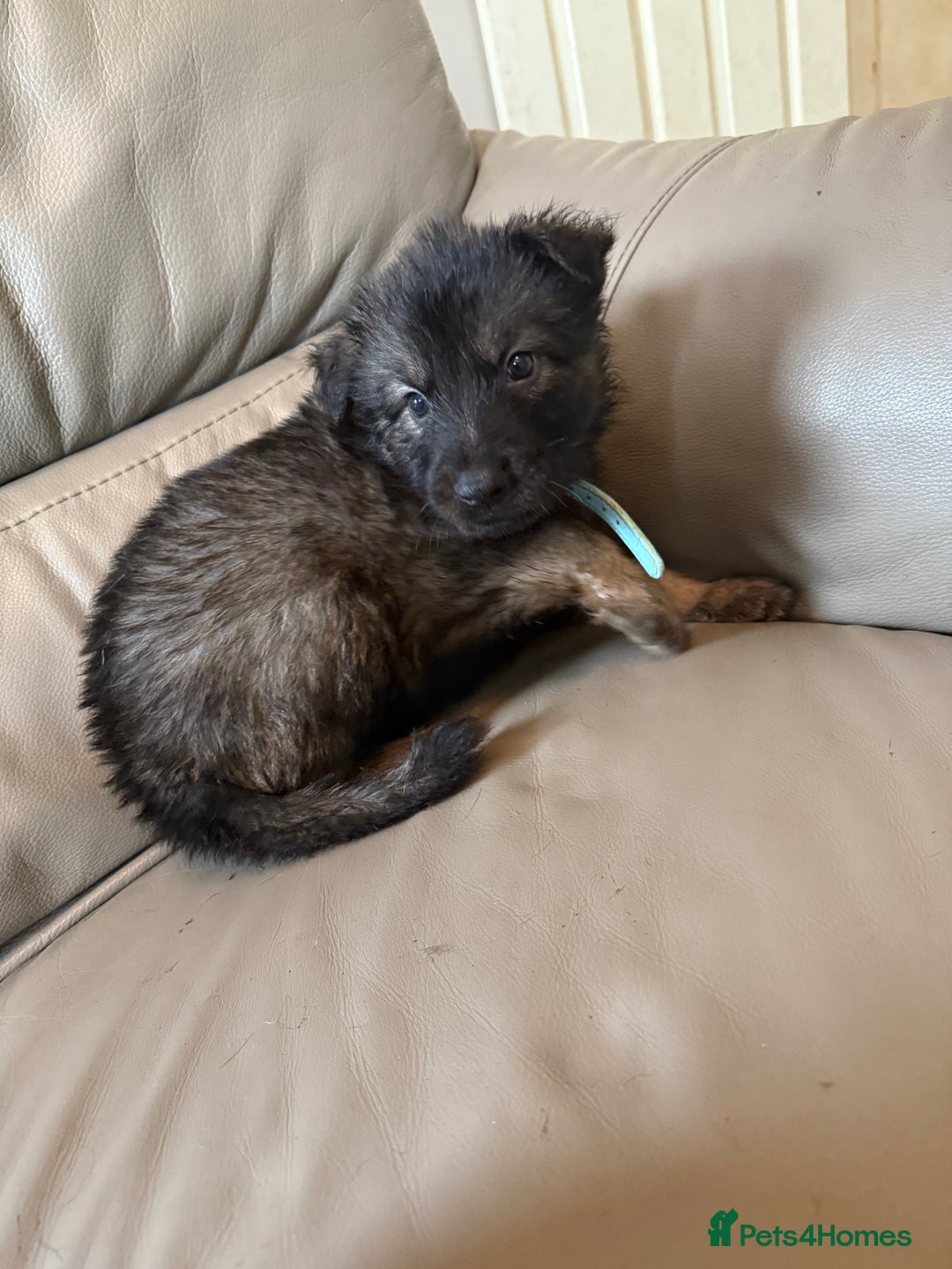 Mixed Breed dogs for sale: German shepherd x Belgian Malinois - Image 12