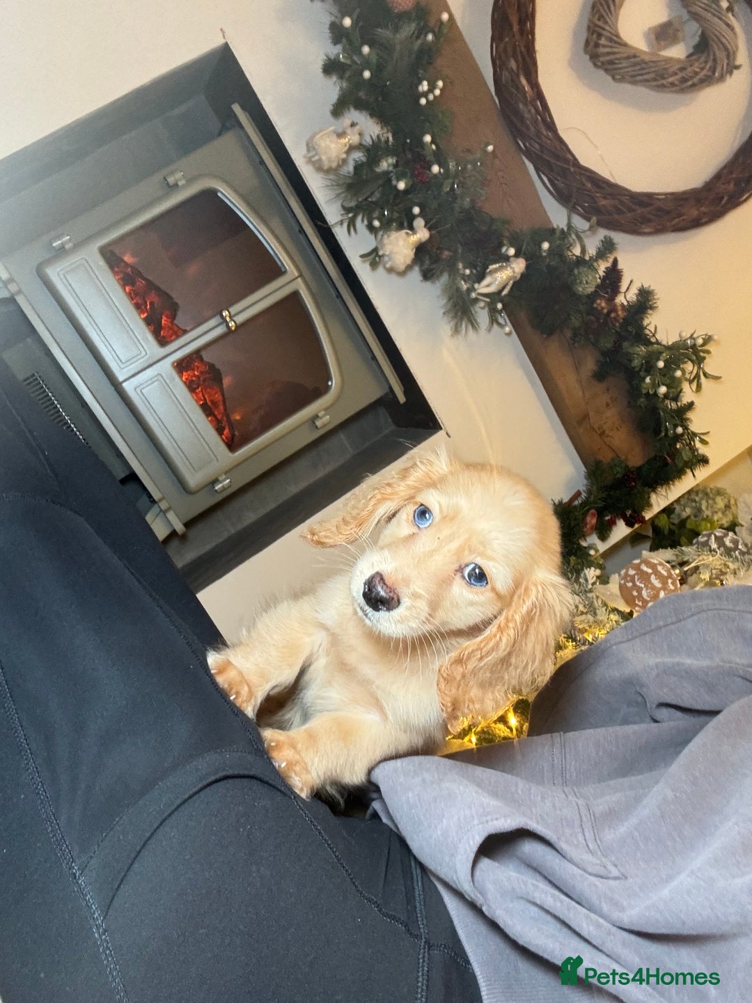 Miniature Dachshund dogs for sale: miniature long coat dachshunds - Advert 4