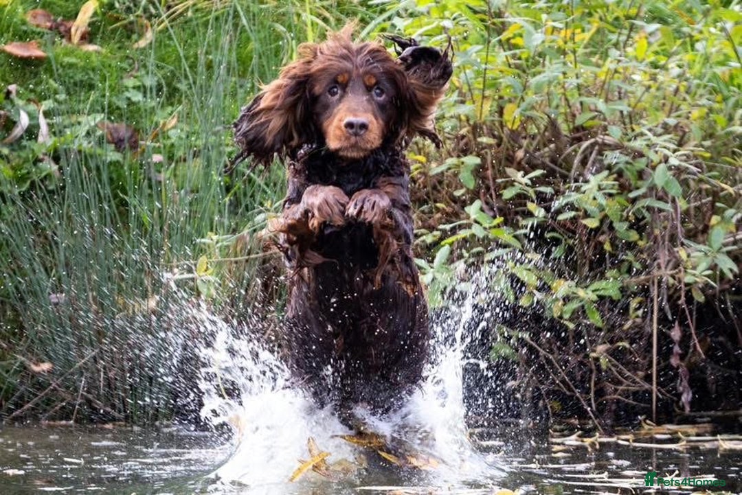 Cocker Spaniel dogs for sale: 8 health checked true quality working cocker pups - Advert 15