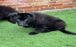 German Shepherd dogs for sale: Pedigree Long Haired German Shepherd  - Image 2