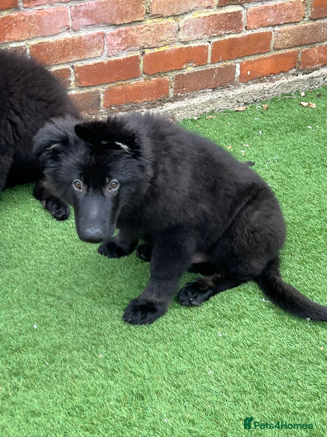 German Shepherd dogs for sale: Pedigree Long Haired German Shepherd  - Image 2