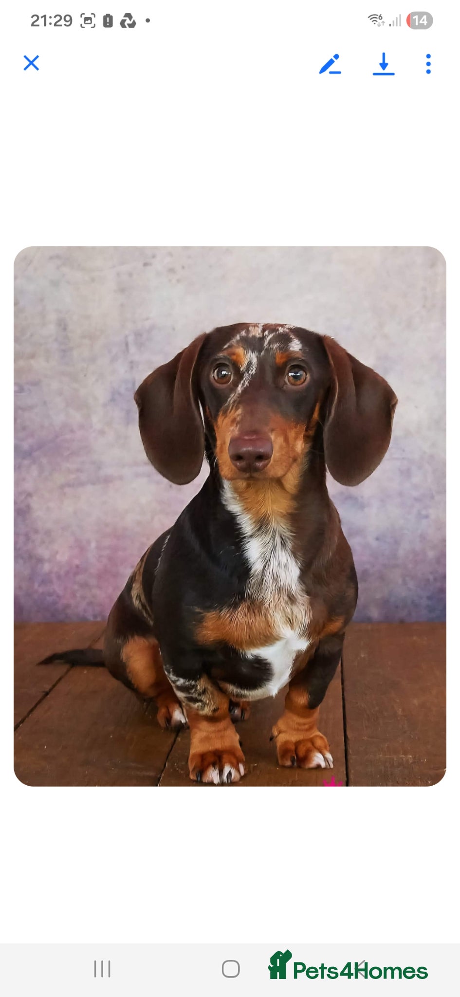 Miniature Dachshund dogs Miniture dacshund STUD - Advert 7