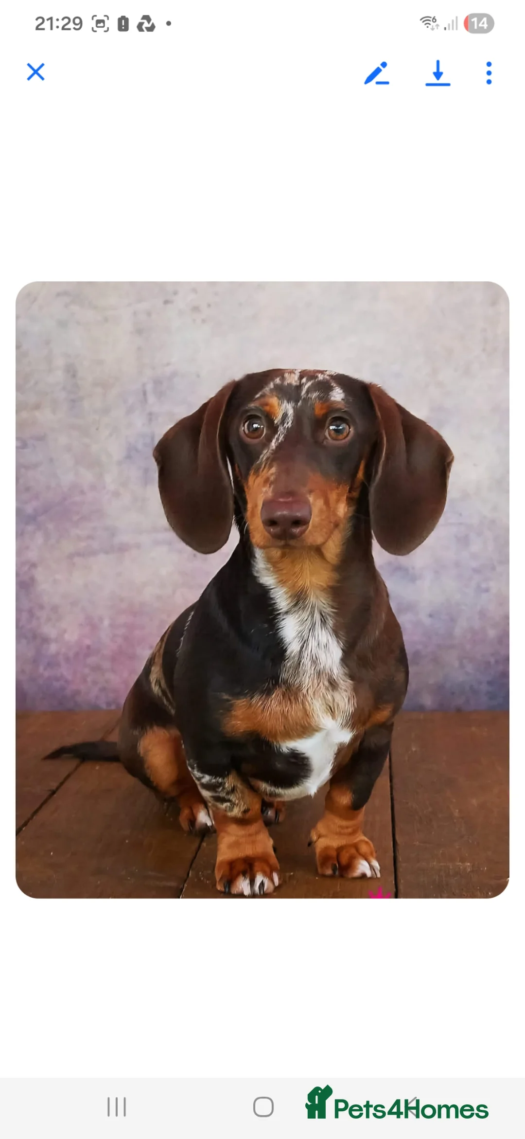 Miniature Dachshund dogs for stud: Miniture dacshund STUD - Advert 1