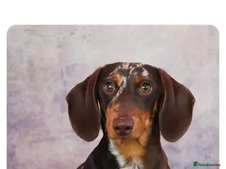 Miniature Dachshund dogs Miniture dacshund STUD - Advert 7