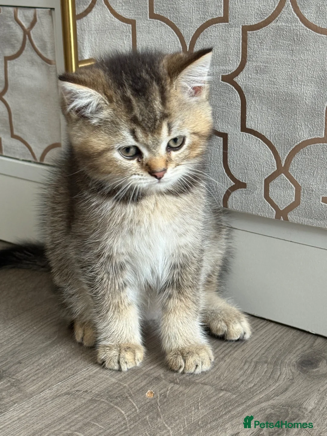 British Shorthair cats for sale: Only 3 gorgeaus e kitty are left  - Advert 2