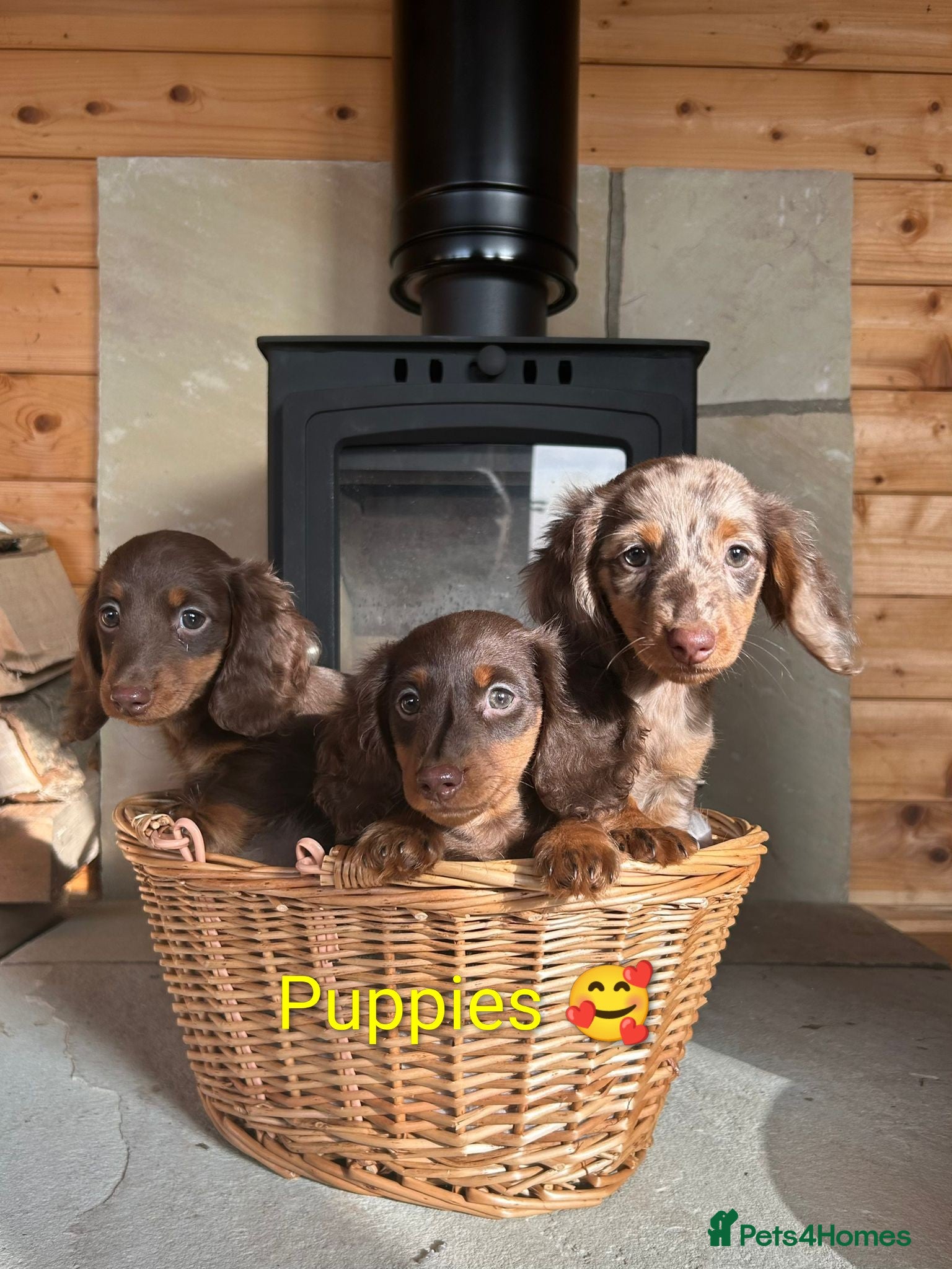Dachshund dogs KC Registered Dachshund Puppies  - Advert 3
