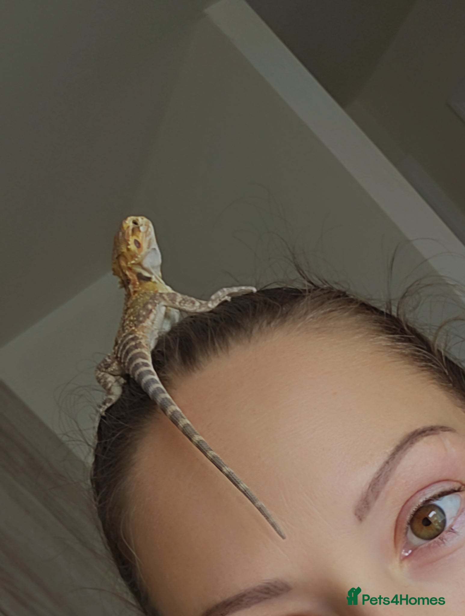 Bearded Dragon reptiles for sale: Nacho the Beardie in Leicester - Advert 2